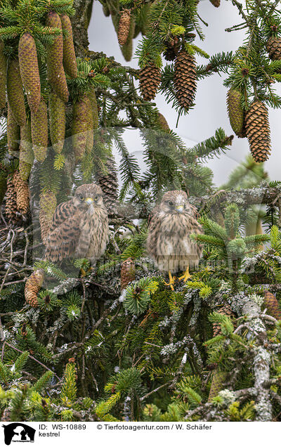 Turmfalke / kestrel / WS-10889