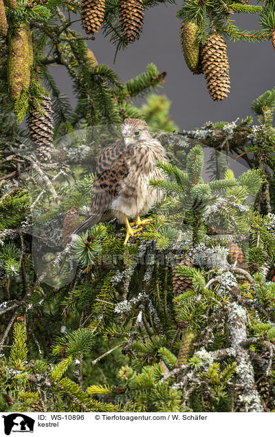 Turmfalke / kestrel / WS-10896
