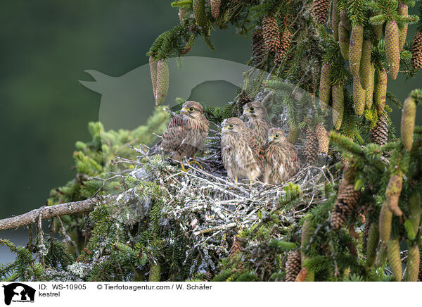 Turmfalke / kestrel / WS-10905
