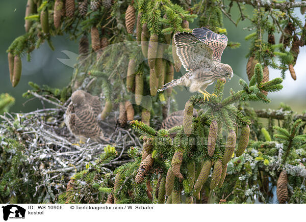 Turmfalke / kestrel / WS-10906