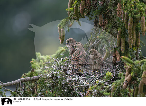 Turmfalke / kestrel / WS-10915
