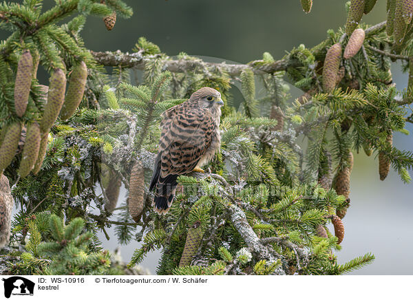 Turmfalke / kestrel / WS-10916