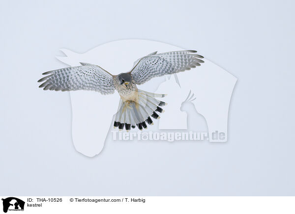 kestrel / THA-10526