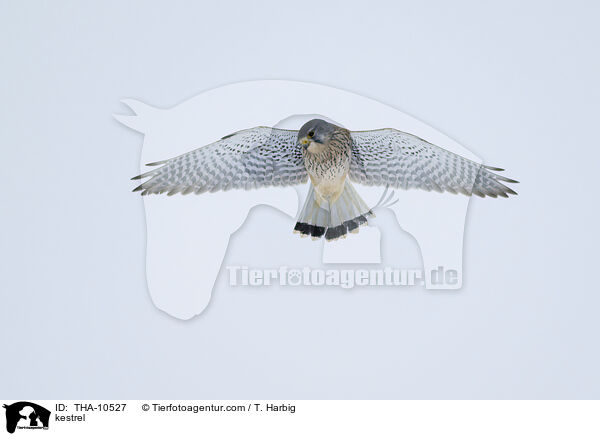 kestrel / THA-10527