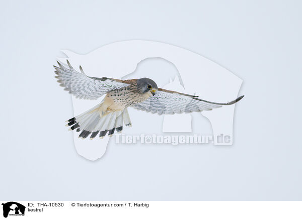 Turmfalke / kestrel / THA-10530
