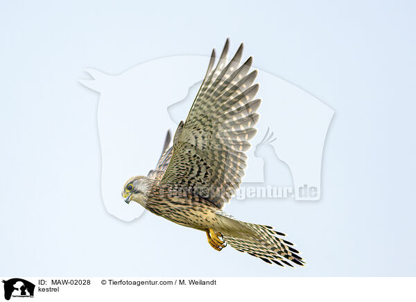 Turmfalke / kestrel / MAW-02028