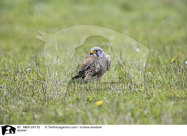 Turmfalke / kestrel / MBS-28132