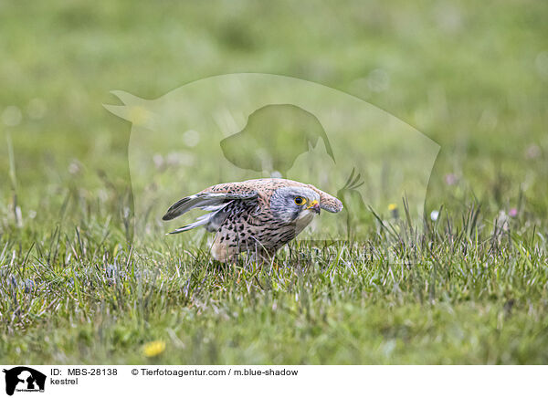 Turmfalke / kestrel / MBS-28138