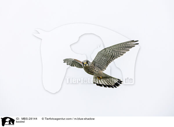 Turmfalke / kestrel / MBS-28144