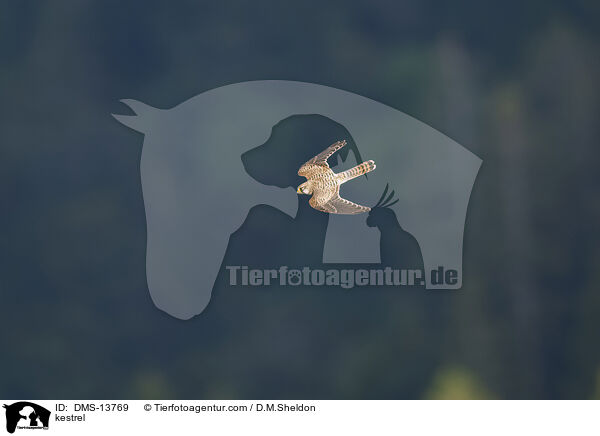 Turmfalke / kestrel / DMS-13769