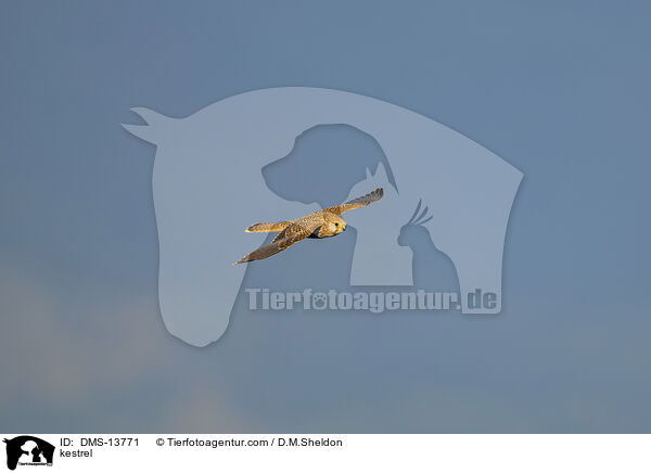 Turmfalke / kestrel / DMS-13771