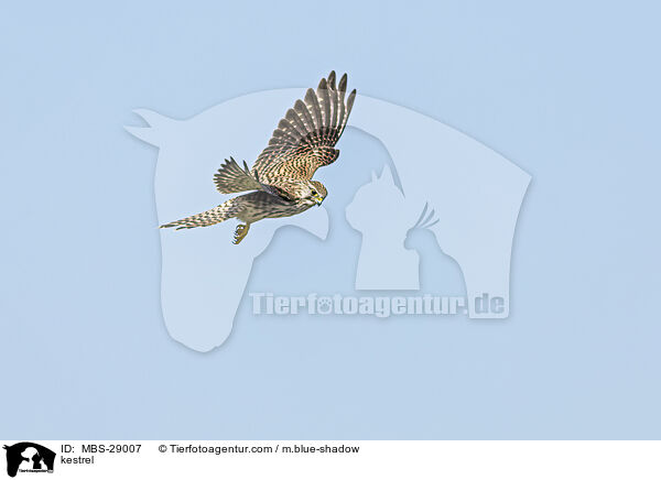 Turmfalke / kestrel / MBS-29007