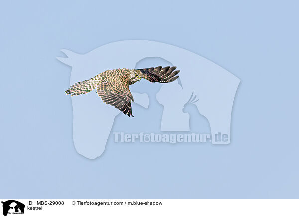 kestrel / MBS-29008