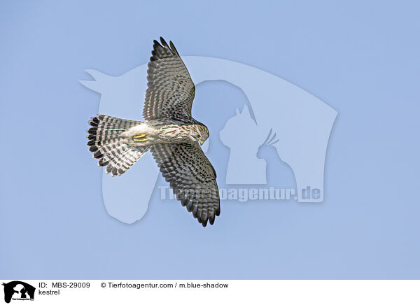 kestrel / MBS-29009