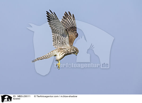 Turmfalke / kestrel / MBS-29011