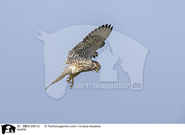 kestrel / MBS-29012