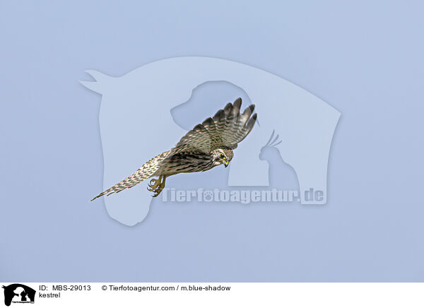 Turmfalke / kestrel / MBS-29013