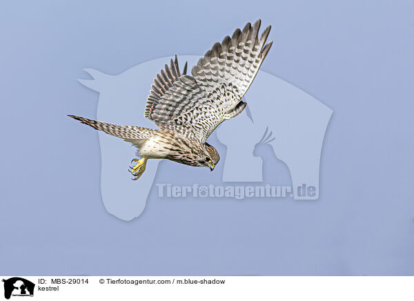 Turmfalke / kestrel / MBS-29014
