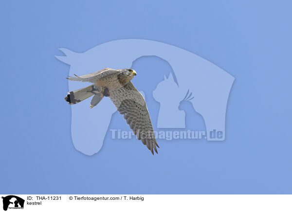 Turmfalke / kestrel / THA-11231