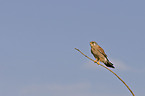 kestrel