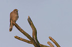 kestrel