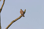 kestrel