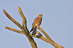 kestrel