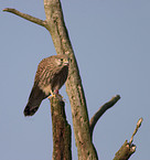 kestrel