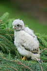 common kestrel