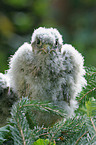 common kestrel