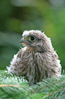 common kestrel