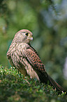 common kestrel