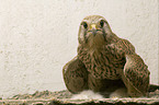 kestrel