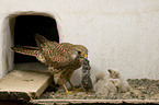 kestrels