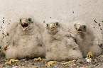 young kestrels