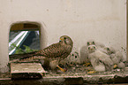 kestrels