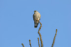 kestrel