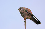 kestrel