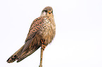 kestrel