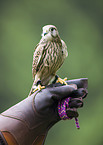 kestrel