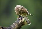 kestrel with prey