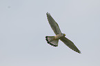 flying kestrel