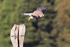 kestrel