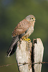 kestrel