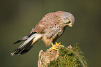 kestrel