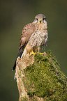 kestrel