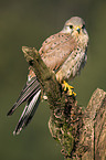 kestrel