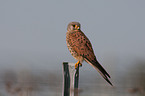 kestrel