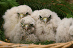 young kestrels