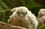 young kestrel